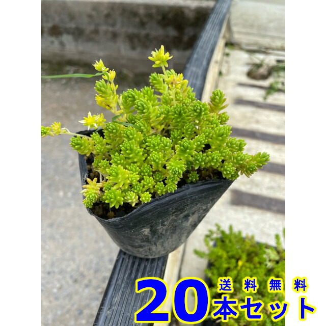 楽天市場】セダム モリムラマンネングサ (多肉植物 森村万年草