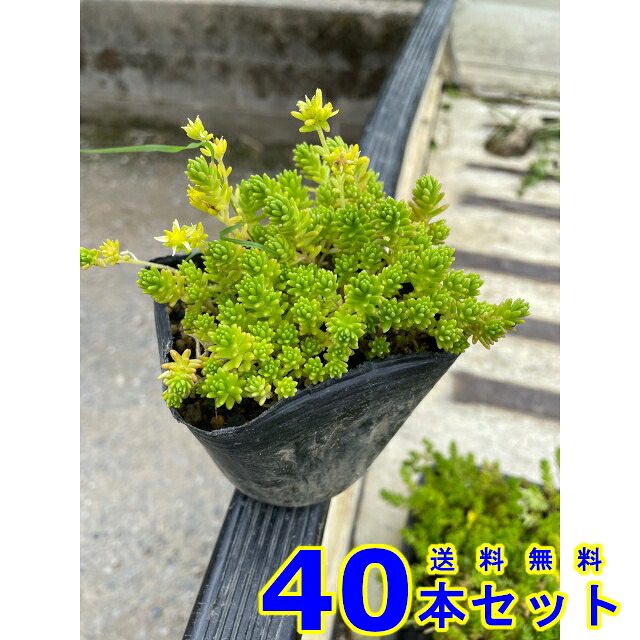 セダム モリムラマンネングサ　 (多肉植物　森村万年草) 9.0ｐ 40本 9.0ｐ グランドカバー　下草　雑草予防