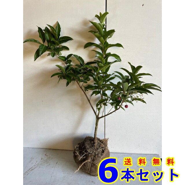マユミの木 (真弓) 根巻 6本 樹高0.6ｍ前後 根巻 植木　苗木　シンボルツリー　生垣