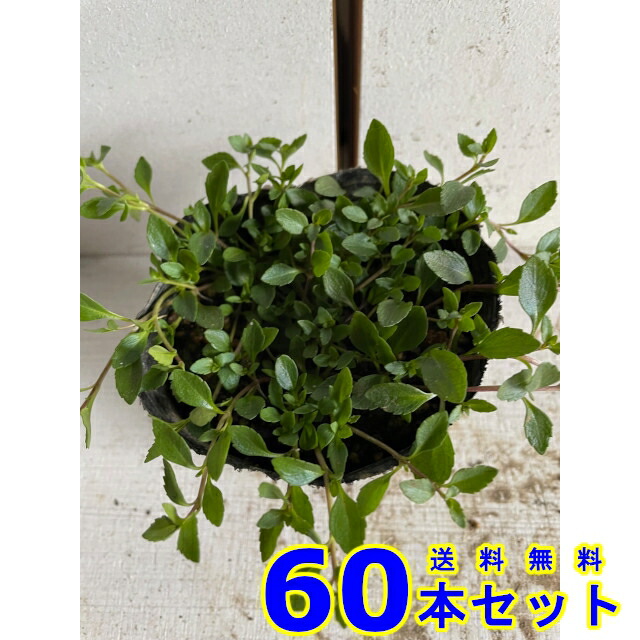 13532円 欲しいの メカルドニア 黄色花 9.0p 60本 グランドカバー 下草 雑草予防