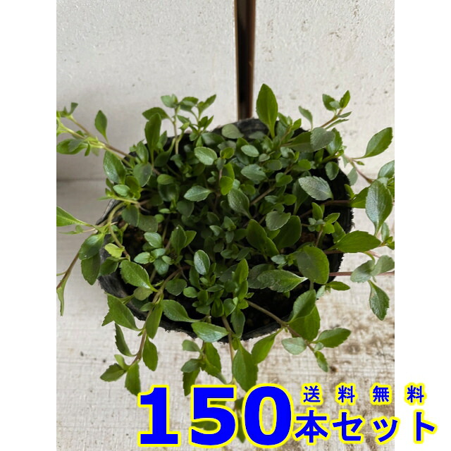 期間限定】 メカルドニア 黄色花 9.0ｐ 150本 グランドカバー 下草 雑草予防 fucoa.cl