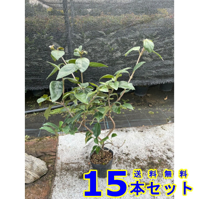 ハクサンボク (白山木) 15本 植木 苗木 シンボルツリー 生垣 猪之助