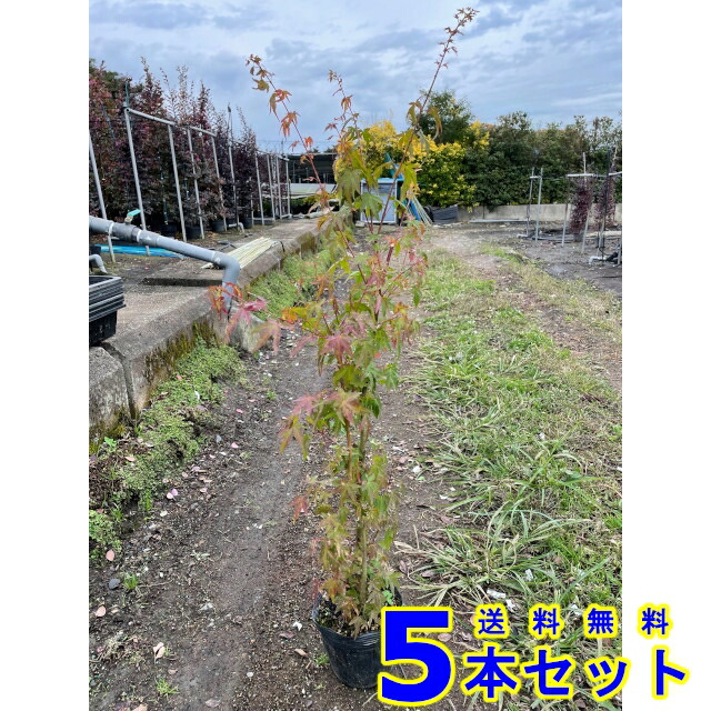 イロハモミジ (槭樹)  15.0ｐ          5本      樹高1.0ｍ前後   15.0ｐ 植木 若木 符牒天然木 生け垣