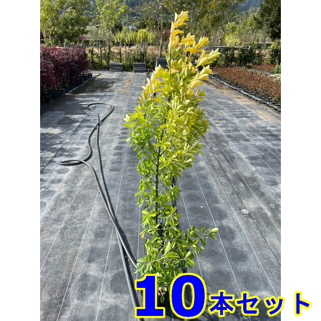 生垣　オウゴンマサキ (黄金マサキ) 15.0ｐ 10本 樹高1.0ｍ前後 15.0ｐ 植木　苗木　シンボルツリー　生垣 30,160円