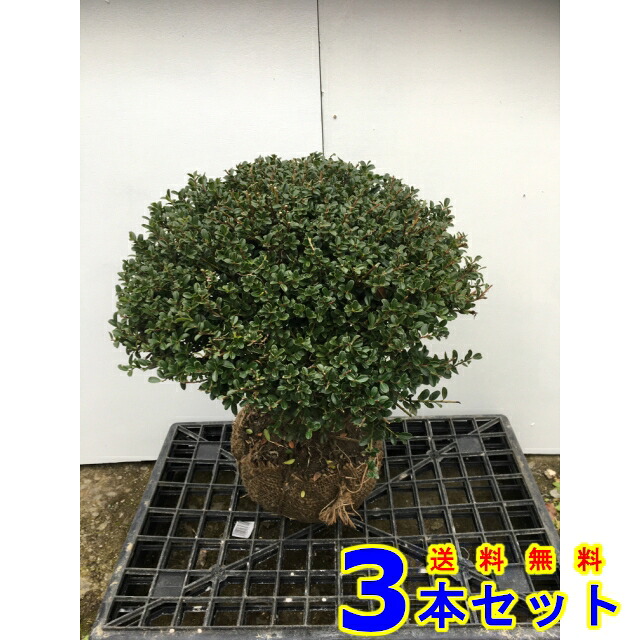 低い生垣や境栽　キンメツゲ玉物 (金芽柘植　玉物) 根巻 3本 樹高0.3ｍ前後 根巻 植木　苗木　シンボルツリー　生垣｜猪之助商店