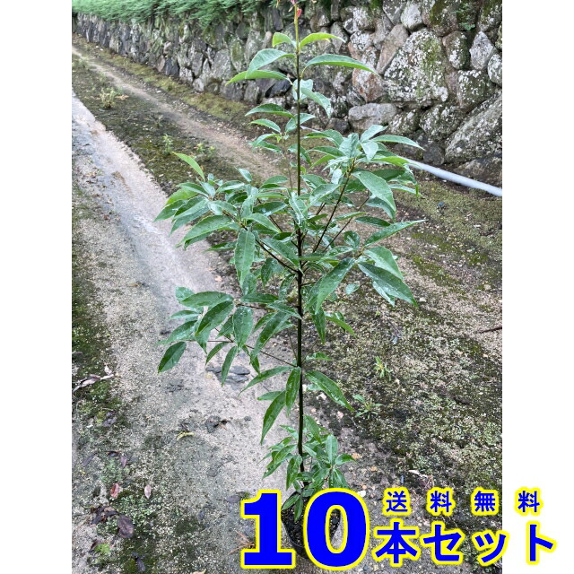 直送商品 の 白樫 15 0ｐ 苗木 シラカシ 10本 樹高1 0ｍ前後 植木 苗木 白樫 送料無料 15 0ｐ シラカシ 生垣 お庭で季節の花と緑を楽しむ お取り寄せ の