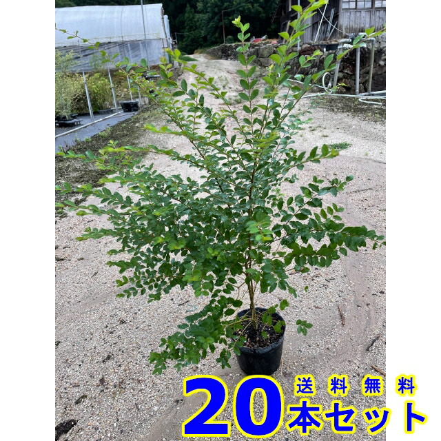プリペット (セイヨウイボタノキ) 15.0ｐ 20本 樹高1.0ｍ前後 15.0ｐ 植木　苗木　生垣