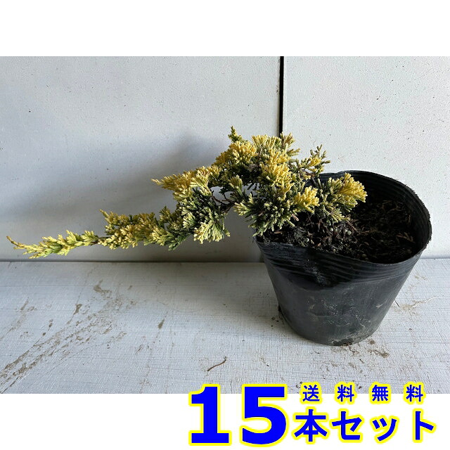 コニファー マザーローデ (黄金色　低木) 15.0ｐ 15本 15.0ｐ グランドカバー　下草　雑草予防