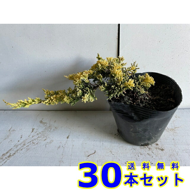 コニファー   マザーローデ (先だつもの色 かん木)  15.0ｐ          30本      15.0ｐ 地びた取りまかなう 下草 雑草止めること