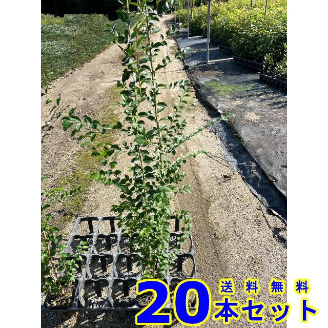 プリペット (セイヨウイボタノキ)  10.5ｐ          20本      樹高0.5ｍ前後   10.5ｐ 植木 若木 生け垣