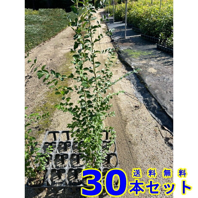 プリペット (セイヨウイボタノキ) 10.5ｐ 30本 樹高0.5ｍ前後 10.5ｐ 植木　苗木　生垣