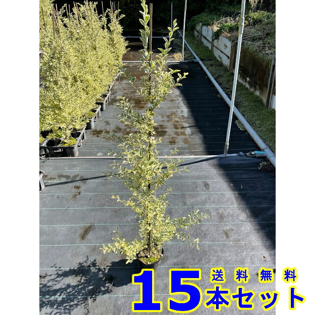 シルバープリペット (斑入りプリペット) 15.0ｐ 15本 樹高1.0ｍ前後 15.0ｐ 植木　苗木　生垣