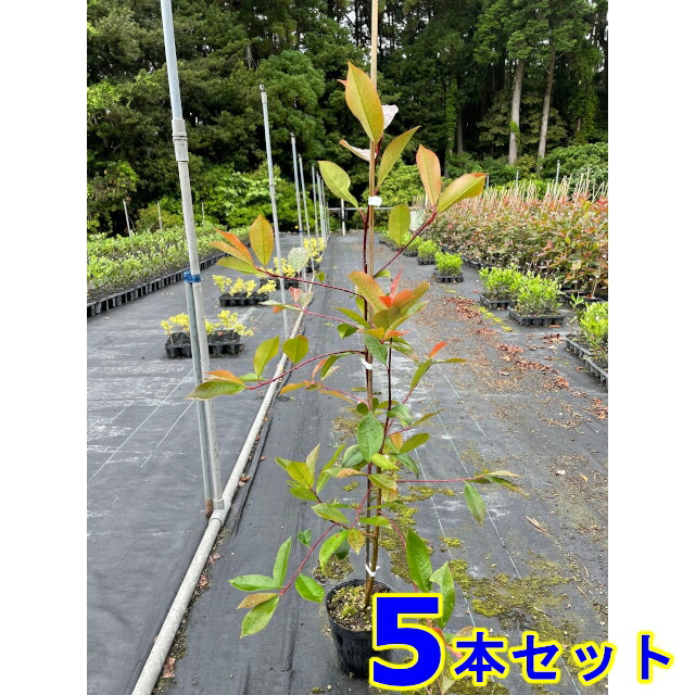 レッドロビン (ベニカナメモチ) 15.0ｐ 5本 樹高0.8ｍ前後 15.0ｐ 植木　苗木　生垣
