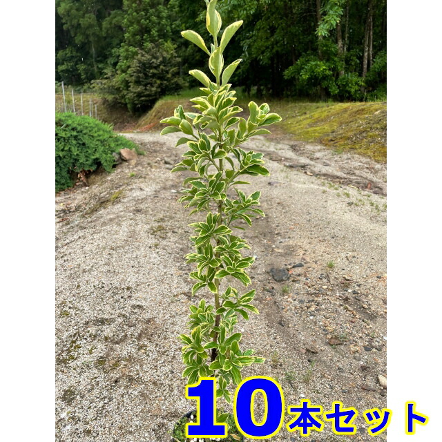 フイリマサキ (斑入りマサキ) 15.0ｐ 10本 樹高0.6ｍ前後 15.0ｐ 植木　苗木　生垣