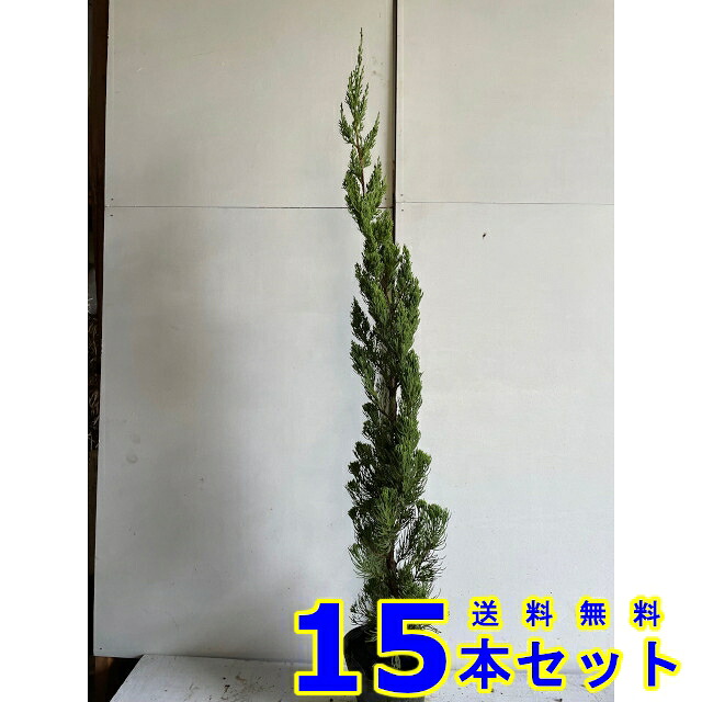カイヅカイブキ (カイズカイブキ　貝塚伊吹) 15.0ｐ 15本 樹高0.7ｍ前後 15.0ｐ 植木　苗木　生垣