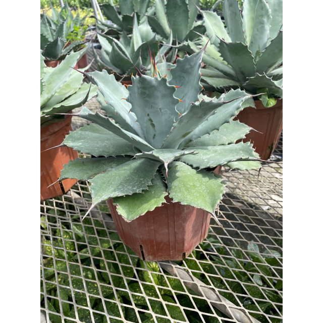 アガベ お庭で季節の花と緑を楽しむ 多肉植物 アガベ 1本 18 0ｐ オバティフォリア 18 0ｐ 樹高 送料無料 植木 生垣花 ガーデン Diy 18 0ｐ 苗木 シンボルツリー 生垣