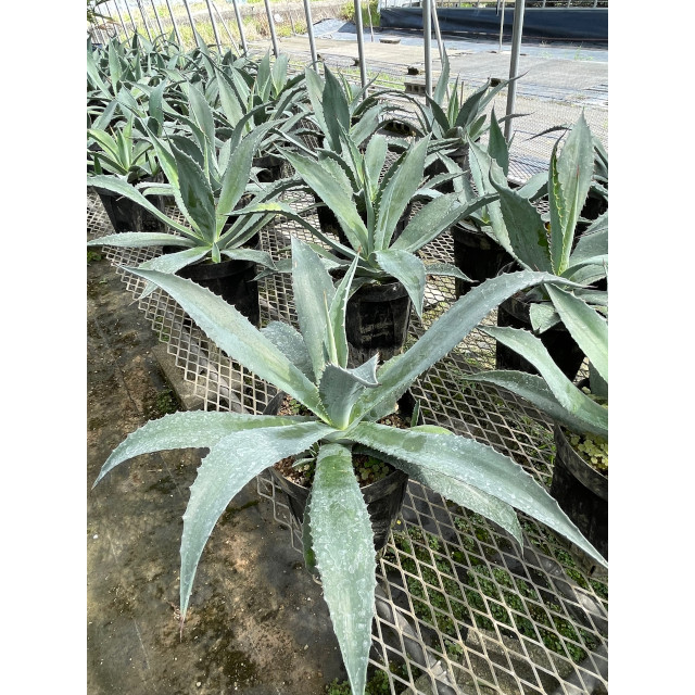 楽天市場】【現品】アガベ アメリカーナ オアハケンシス