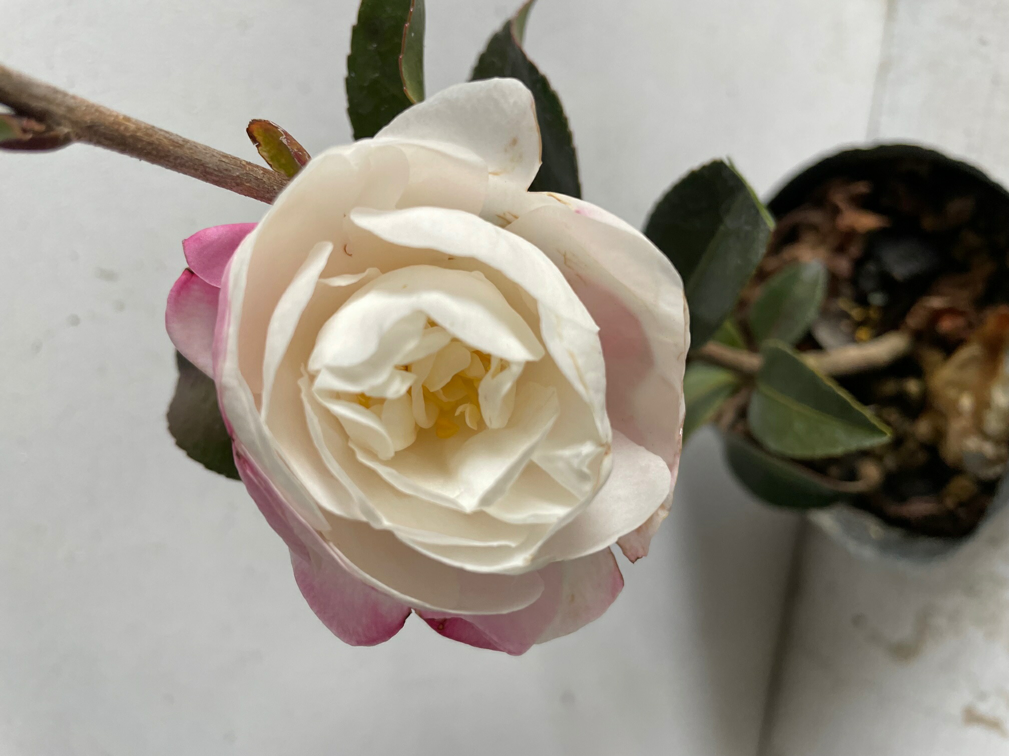 新作通販 生垣 サザンカ アサクラ 山茶花 朝倉 白花 10 5ｐ 本 樹高0 4ｍ前後 植木 苗木 シンボルツリー Jmc Com Ph