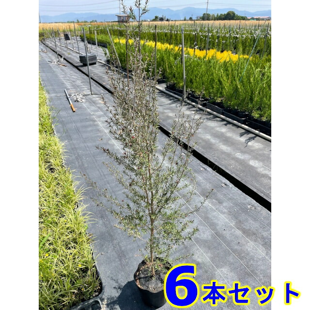 激安格安割引情報満載 ギョリュウバイ 濃いピンク花 八重咲 御柳梅 18 0ｐ 6本 樹高0 8ｍ前後 植木 苗木 シンボルツリー 生垣 Fucoa Cl