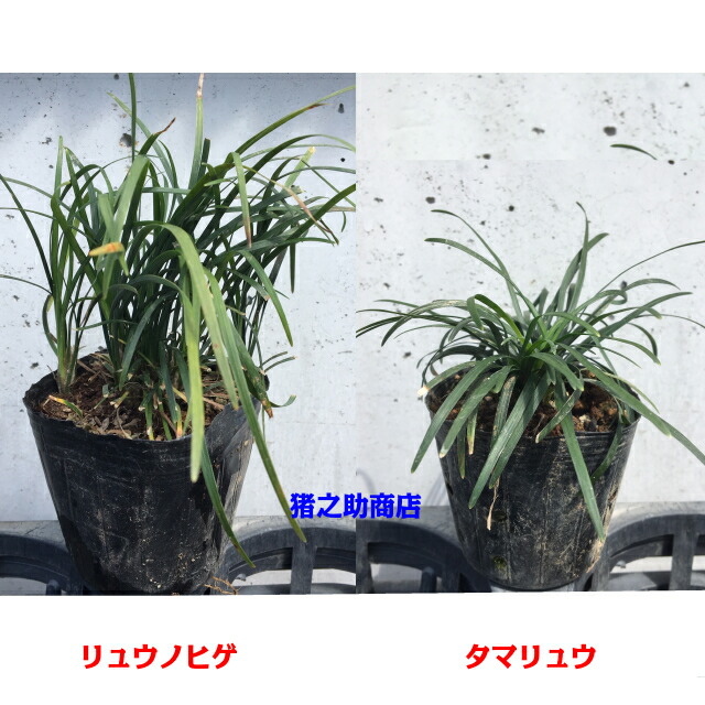 地べた上包み タマリュウ 玉竜 7 5 3基本 グランドカバー 下草 雑草予防 Birdtheartist Co Uk