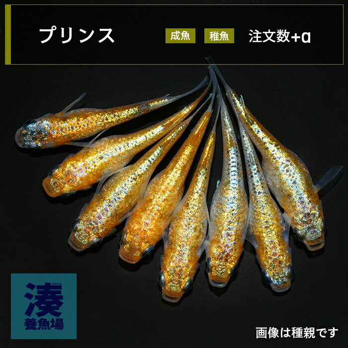 【 プリンス 】メダカ めだか 生体 成魚 稚魚 ラメ 系 体外光 普通種体型 送料無料 SAVANNA ラメメダカ ペア ラメめだか 販売 メダカ成魚 オス メス 雄 雌 品種 改良メダカ めだか生体 メダカ販売店 メダカ通販 種類 ペアめだか 高級メダカ 淡水魚 めだかセット 湊養魚場