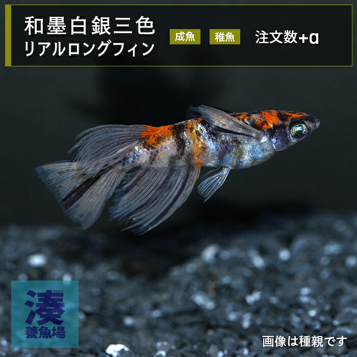 【楽天市場】【和墨白銀三色リアルロングフィン】メダカ めだか 生体 成魚 稚魚 ラメ 体外光 ロングフィン ヒレ長 普通種体型 送料無料 ペア ...