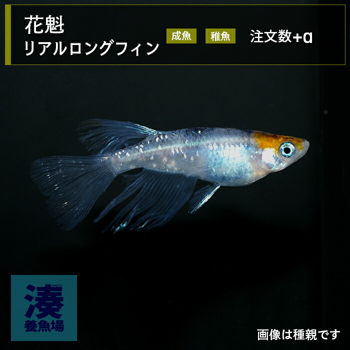 めだかページ 楽天市場】メダカ エンペラー 3ペア めだか 改良 生体 販売 送料