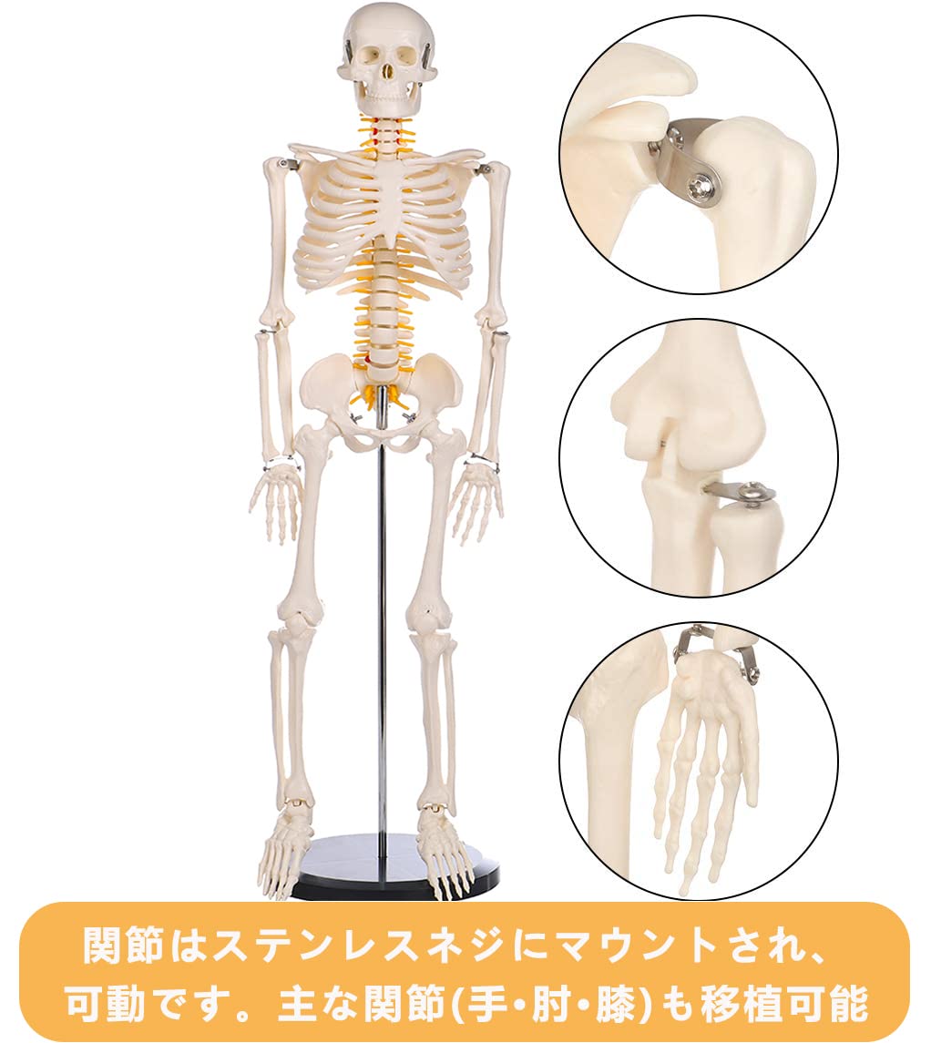 【10％OFFクーポン配布中】【送料無料】【理学療法士監修】人体骨格模型 直立 高精度 1/2 モデル 脊髄神経根 椎骨動脈スタンド付き 医学