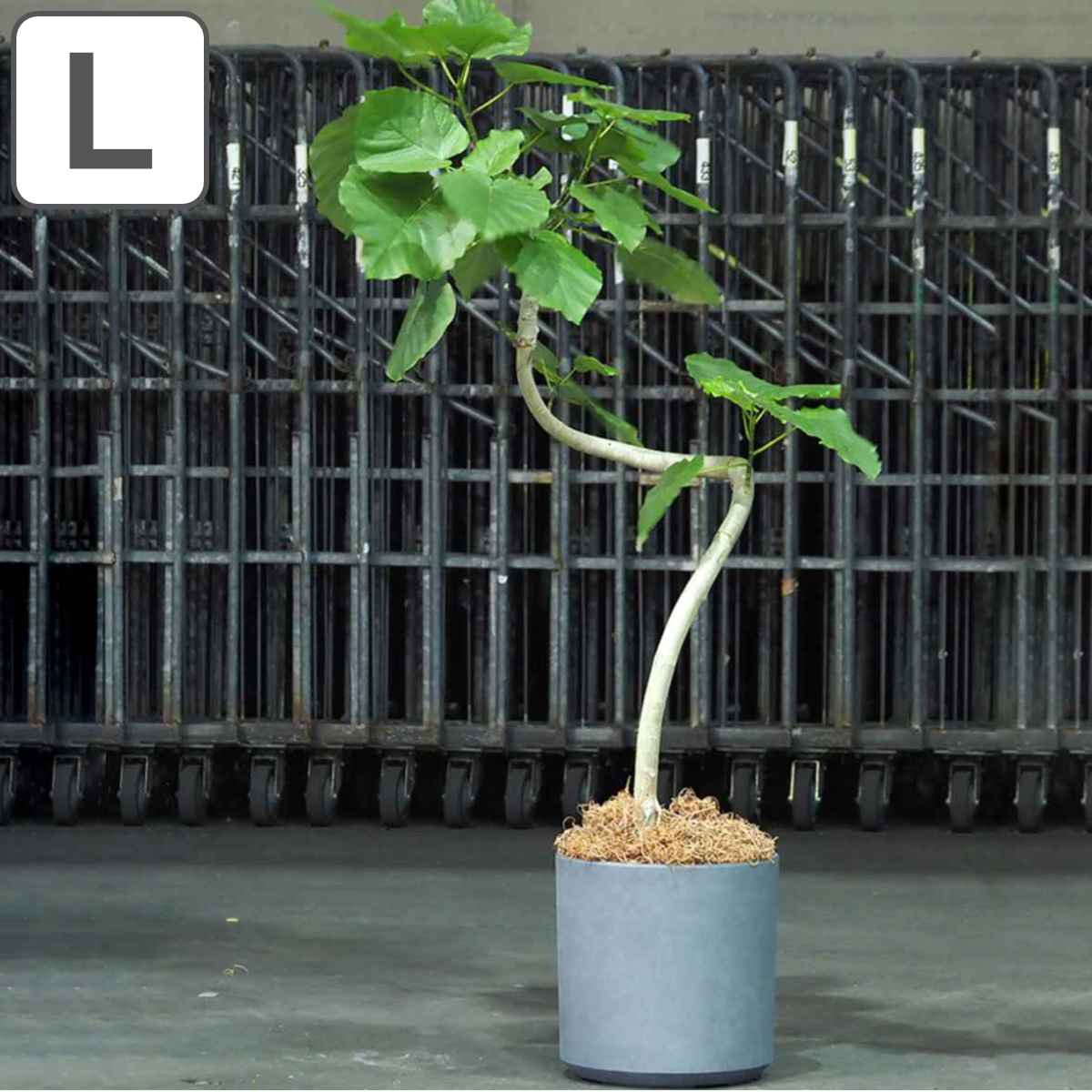 プランター 植木鉢 FR円柱ラスティックグレー 直径35&times;高さ35.5cm （ プランター プラントポット 植物用ポット 花器 鉢カバー ポット 繊維 丸 円柱 円筒 植木鉢カバー プラスチック 植物 花 観葉植物 園芸 直植え インテリア 軽量 ）【39ショップ】｜インテリアパレット