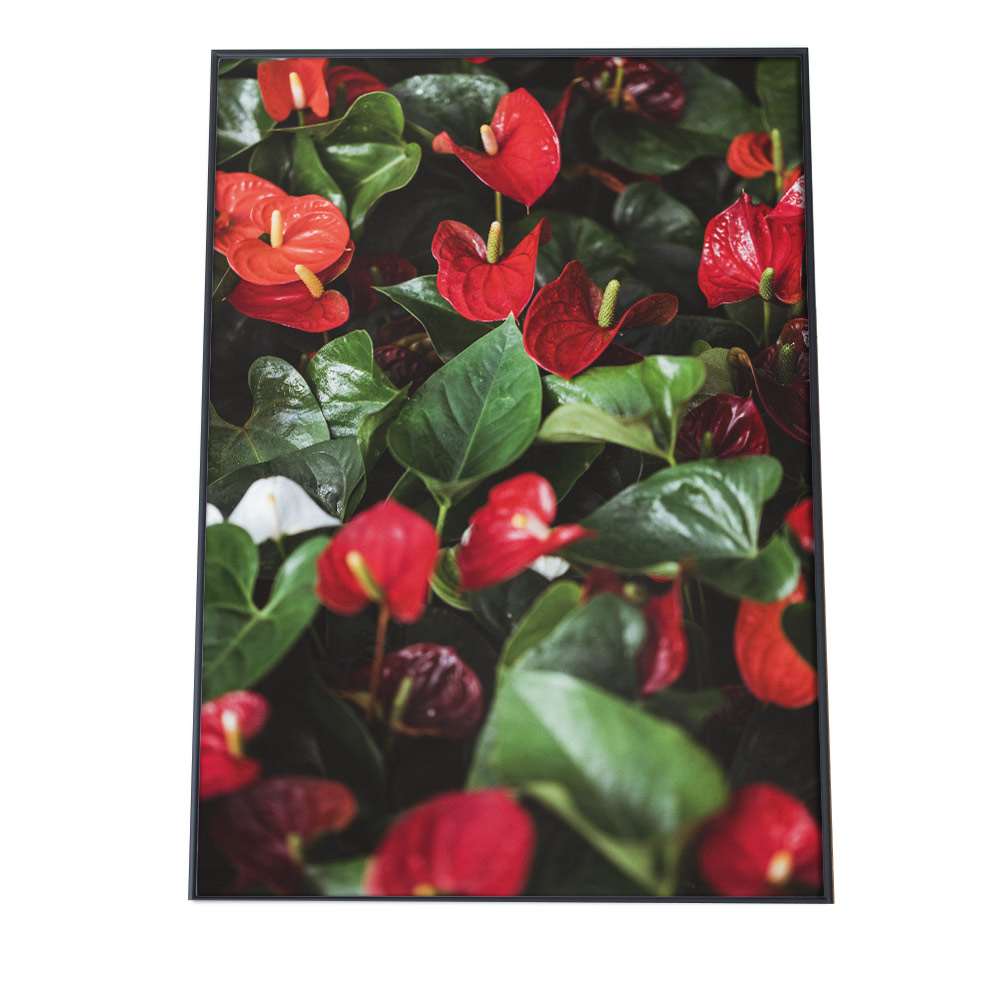ポスター A3サイズ 約30x42cm 選べる用紙 大きさ インテリア おしゃれ ファッション アンスリウム 赤 観葉観葉植物 自然 ボタニカル シンプル 花 フラワー カフェ 写真 フォト 森 韓国 ピンク 縦 壁 アート 大決算セール
