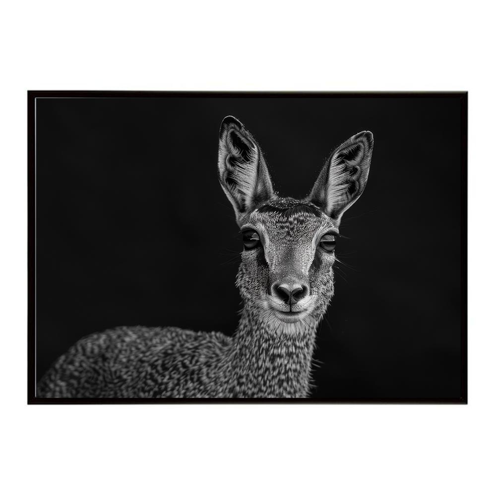  【楽天市場】Klipspringer クリップスプリンガー アンテロープ サバンナ アフリカ 草原 自然 ネイチャー 動物 アニマル 野生動物 Motiv 