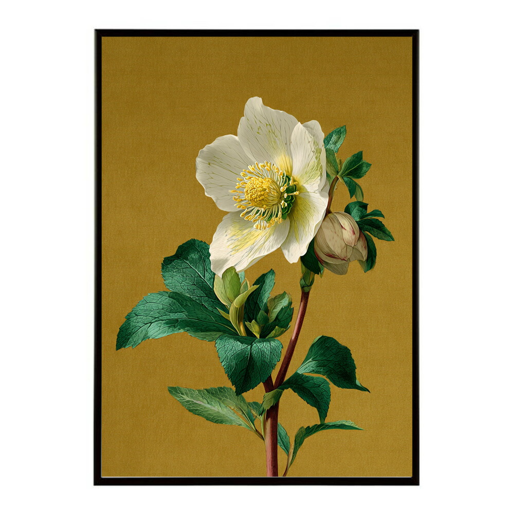 誕生花 ポスター 季節の花 冬の花 早春 フラワーアート ボタニカル 北欧 モダン ナチュラル 花のある暮らし 壁掛け ギフト 記念日 誕生日【km-poster-2007】