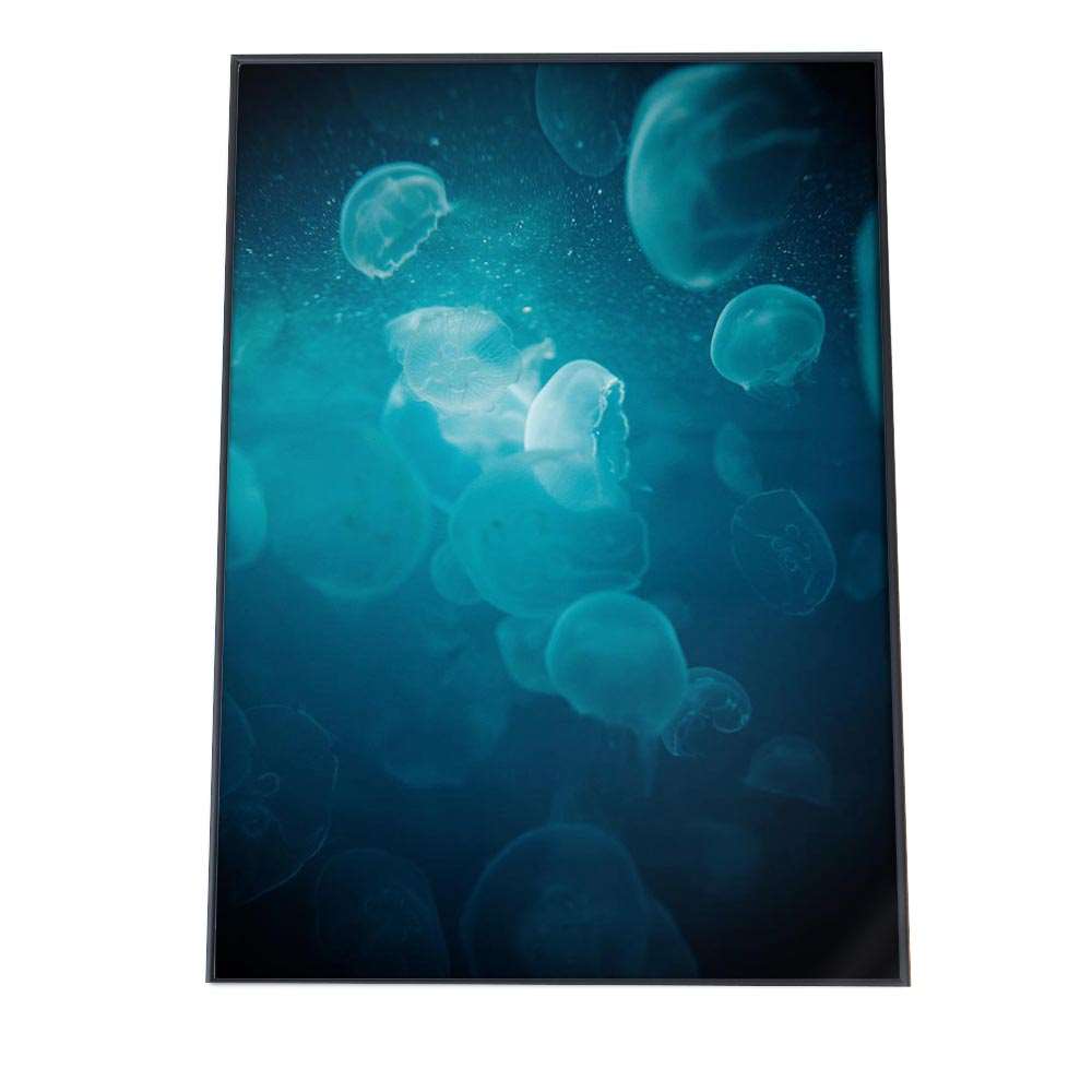 楽天市場】クラゲ くらげ ジェリーフィッシュ ポスター 海の生き物