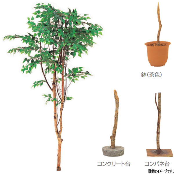 グローベン 人工植物 樹木・屋内用 白樺（1本立） A70NS868 H1800mm｜イーヅカ