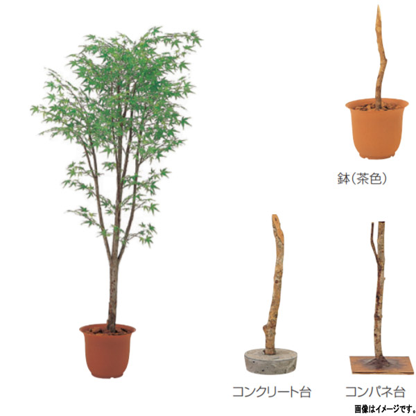 グローベン 人工植物 樹木・屋内用 モミジ A70NT108 H1800mm グリーン|イーヅカ