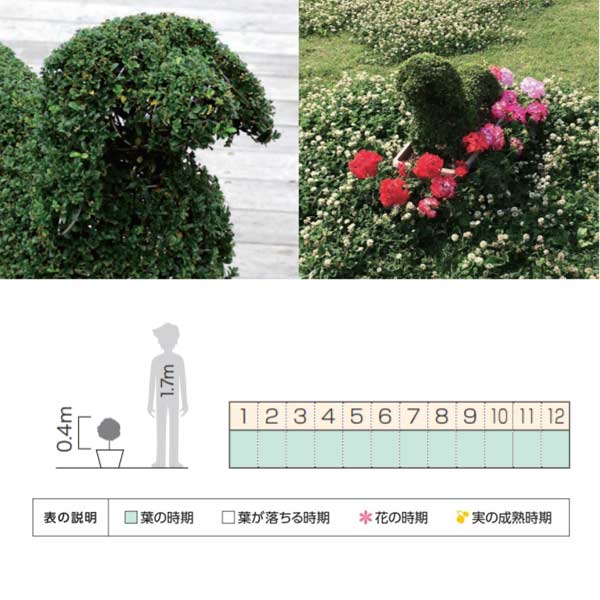 オンリーワンクラブプランツトピアリーダックス常緑KJ6-TTDK