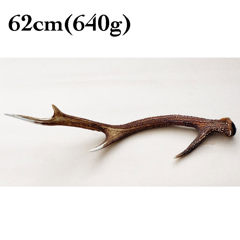 即納 最大半額 楽天市場 富士山の鹿角 62cm 640g 国産 無添加 天然素材 鹿の角 デンタル 歯磨き 長持ち おもちゃ ガム 大型犬 Interzoo Clinicclub 新発売の Lexusoman Com