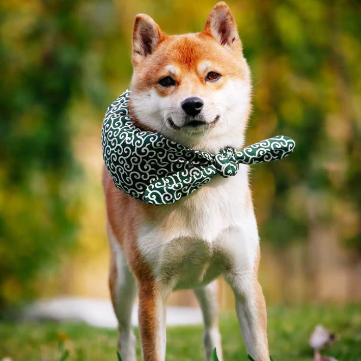 市場 アウトレット クッション 唐草レッド Ch 唐草模様 猫 小型犬 犬 泥棒さん首巻き 柴犬 極太