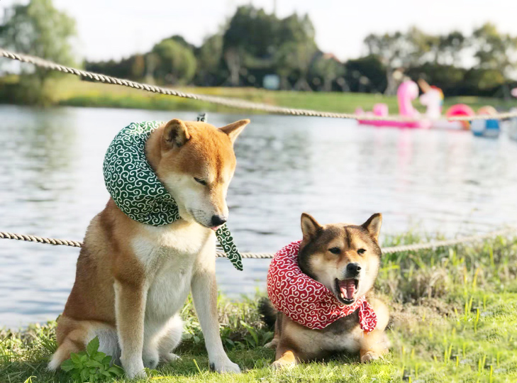 市場 アウトレット クッション 唐草レッド Ch 唐草模様 猫 小型犬 犬 泥棒さん首巻き 柴犬 極太