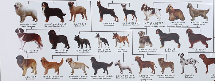 楽天市場 犬の系統図 ドッグジェネレーション ポスター A1サイズ Vol 3 改定版 犬屋 グッズ いぬさぷり 犬屋楽天市場店