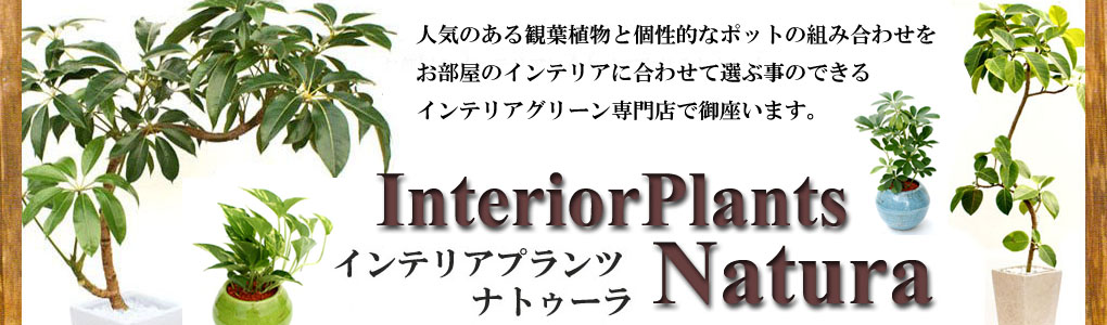 楽天市場 人気のある観葉植物を種類豊富に扱うインテリアグリーン専門店です インテリアプランツナトゥーラ トップページ