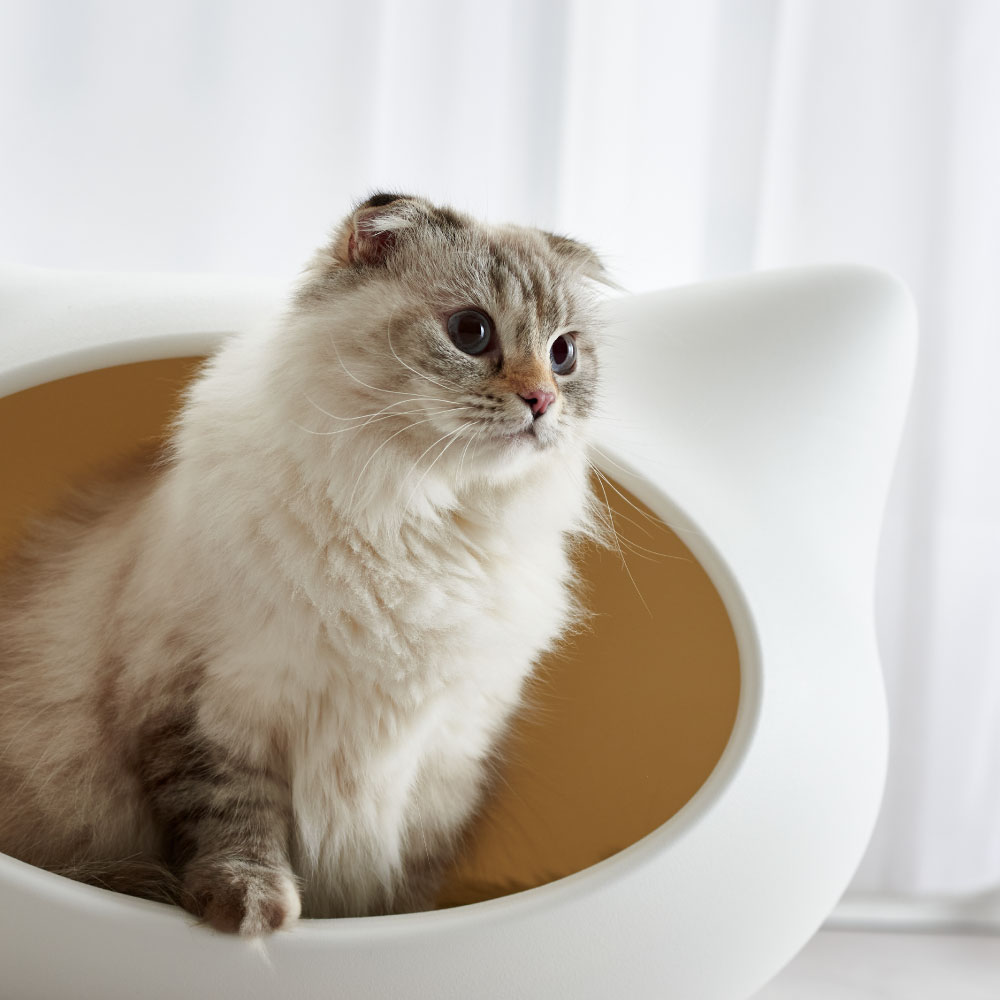 【OFT】 ねころん(クッション付き) ベッド ペット 猫 犬 ハウス クッション ねこ おしゃれ 小型犬 洗える 白 かわいい 涼しい 固い 丈夫 夏 冬 インテリア マット 春 秋 通年 ネコベッド 白 ホワイト