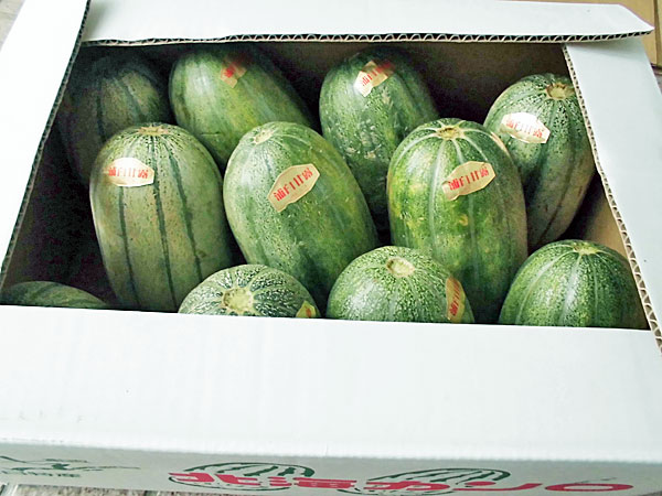 北海カンロ 2Ｌ～3Ｌサイズ 8kg（9玉～13玉前後）<br>送料無料 北海道産 かんろ<br>7月上旬発送開始予定<br><br>【沖縄県、一部離島は別途追加送料500円を加算させていただきます。】<br><br>