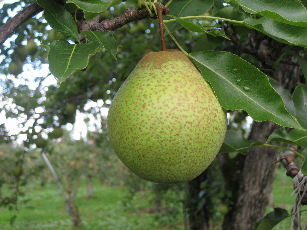 千両梨 10Kg（25玉前後）北海道産 出荷時期：10月中旬～10月下旬<br>【送料無料・産直】<br><br>【沖縄県、一部離島は別途追加送料500円を加算させていただきます。】<br><br>