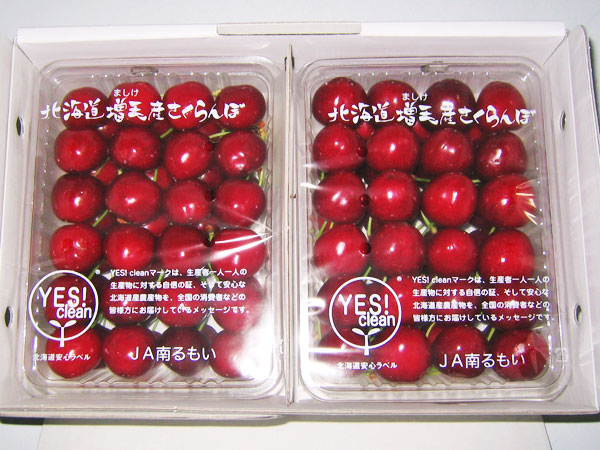 さくらんぼ サミット(2L) 2kg(500g×4)<br>送料無料　北海道増毛産サクランボ<br>生産元直送 出荷期間：7月下旬<br>