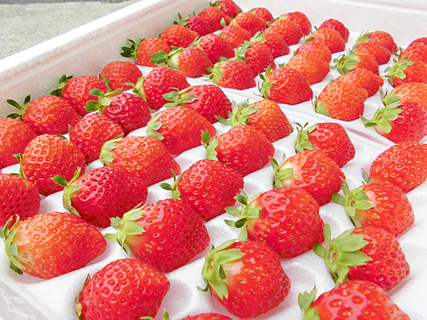 【送料無料　北海道産】<br>夏いちご（Ｍ・300g）×4トレー<br>(1トレーあたり30～36粒前後)<br>6月中旬発送開始！