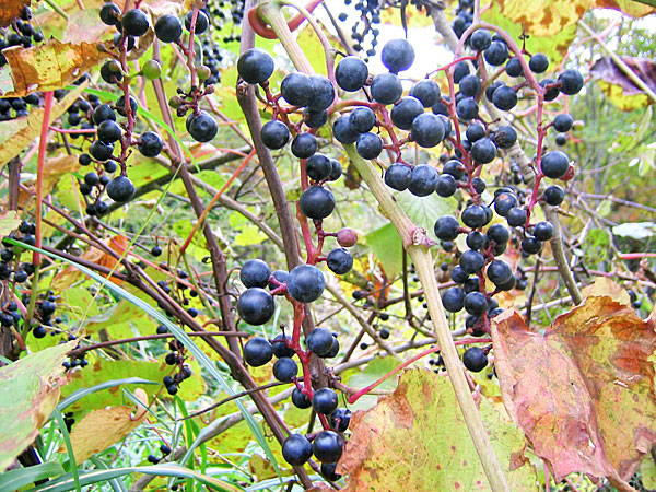 楽天市場】糖度20度前後 山ぶどう （ヤマブドウ）うらやま農園 ＜山形