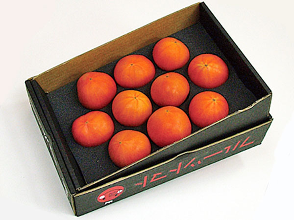 北海道下川町産<br>フルーツトマト(800g・A品)×2箱<br>（1箱あたり8～15玉程度）<br>7月上旬発送開始
