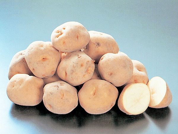 楽天市場】＼売り尽くし／じゃがいも 種芋 10kg 送料無料 マツコの知ら