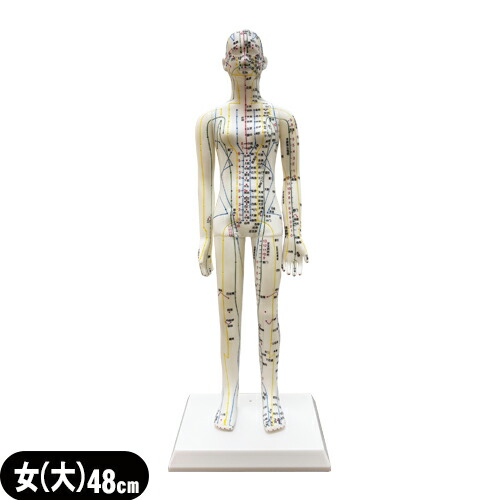 【人体模型】サンポー エスキュア(S+CURE) 経穴人形(経穴模型) 女性(大) 48cm (SR-0201A) - 立体的に経穴を確認できる学習に最適な鍼灸経穴模型女性モデル【smtb-s】